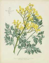 Die Goldblütige Dielytra, Dielytra Chrysantha